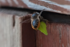 Megachile centuncularis, - Patchwork Leaf-cutter Bee