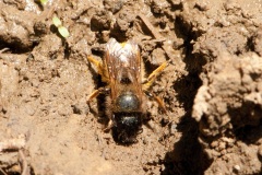 Osmia bicornis -  Red Mason Bee , Dinnington