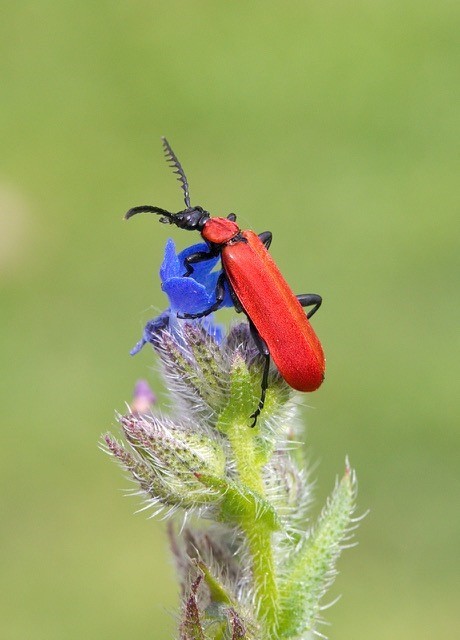 Pyrochroa cocinea - Black-headed Cardinal Beetle, Woodside Nurseries, Austerfield.