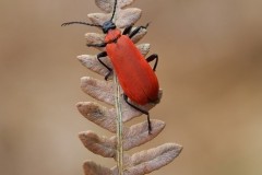 Pyrochroa cocinea - Black-headed Cardinal Beetle, Sherwood Forest, Notts.