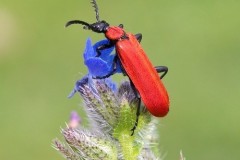 Pyrochroa cocinea - Black-headed Cardinal Beetle, Woodside Nurseries, Austerfield.