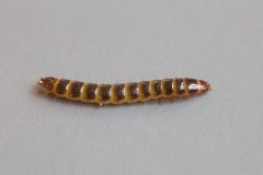 Stenagostus rhombeus, (larva), Woodside Nurseries, Austerfield.