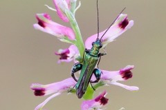 Oedemera nobilis, - Thick-legged Flower Beetle, Woodside Nurseries, Austerfield.