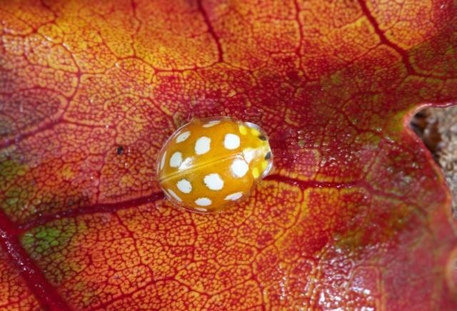 Halyzia sedecimguttata - Orange Ladybird, Woodside Nurseries, Austerfield.