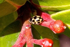 Propylea quattuordecimpunctata - 14 Spot Ladybird, Woodside Nurseries, Austerfield.