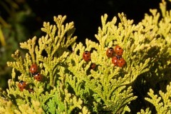 Coccinella septempunctata - 7 Spot Ladybird, Woodside Nurseries, Austerfield.
