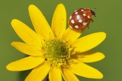Calvia quattuordecimguttata - Cream Spot Ladybird, Woodside Nurseries, Austerfield.