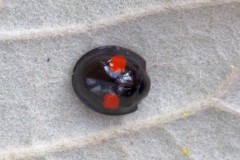 Chilocorus renipustulatus - Kidney-spot Ladybird, Woodside Nurseries, Austerfield.