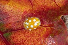 Halyzia sedecimguttata - Orange Ladybird, Woodside Nurseries, Austerfield.