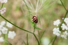Calvia quattuordecimguttata - Cream-spot Ladybird, Thorne Moor