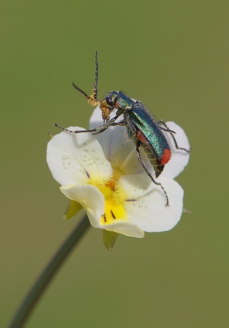 Malachius bipustulatus - Malachite Beetle, ( male showing sex pheromone lobes), Woodside Nurseries, Austerfield.