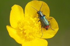 Malachius bipustulatus - Malachite Beetle, Woodside Nurseries, Austerfield.