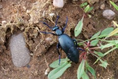 Meloe proscarabaeus, -  Black Oil Beetle, Sherwood Forest, Notts.