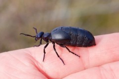 Meloe proscarabaeus, -  Black Oil Beetle, Sherwood Forest, Notts.