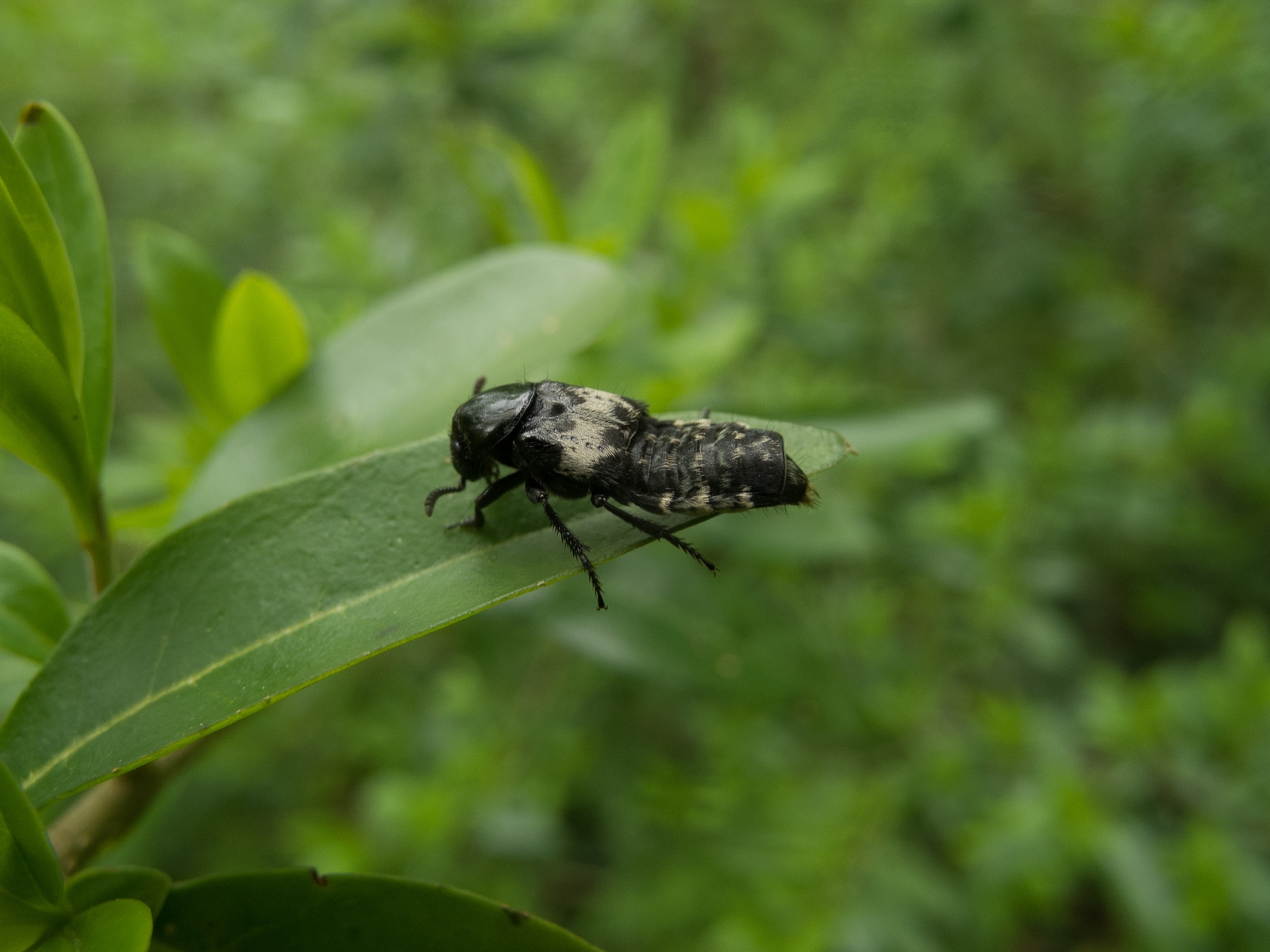 Creophilus maxillosus - Hairy Rove Beetle, Laughton Wood, nr Dinnington.