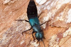 Ocypus ophthalmicus - Blue Rove Beetle, Woodside Nurseries, Austerfield.