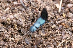 Ocypus ophthalmicus - Blue Rove Beetle, Woodside Nurseries, Austerfield.