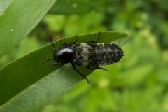 Creophilus maxillosus - Hairy Rove Beetle, Laughton Wood, nr Dinnington.