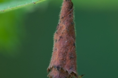 Deporaus Betulae - Birch Leaf Roller