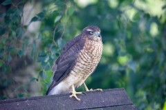 Sparrowhawk (Accipiter nisus),  female, Woodside Nurseries, Austerfield.