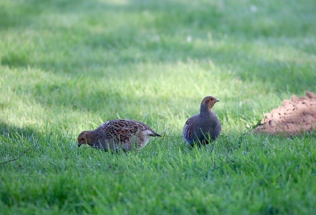 Grey Partridge (,Perdix perdix), Woodside Nurseries, Austerfield.