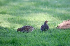 Grey Partridge (,Perdix perdix), Woodside Nurseries, Austerfield.