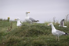 Herring Gull (Larus agentatus), Walney Island.