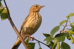 Tree Pipit (Anthus trivialis), Clumber Park.