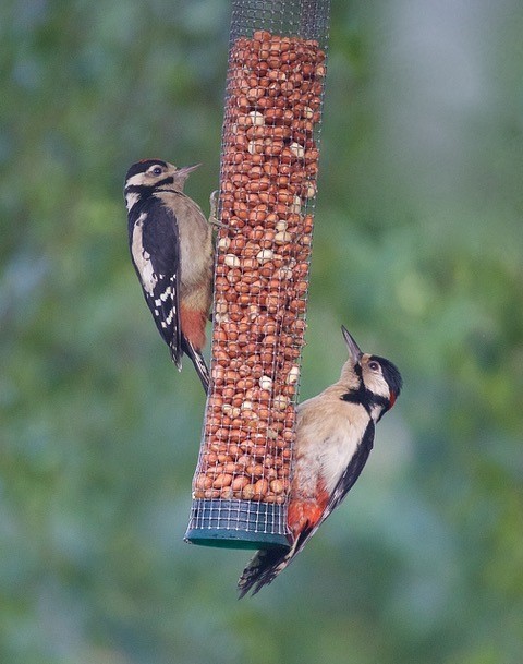 Great Spotted Woodpecker (Dendrocopos major) ,Woodside Nurseries, Austerfield.