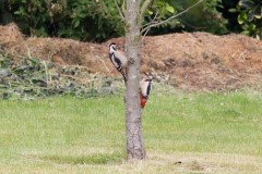 Great Spotted Woodpecker (Dendrocopos major) ,Woodside Nurseries, Austerfield.