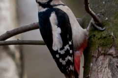 Great Spotted Woodpecker (Dendrocopos major), Clumber Park