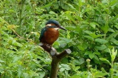 Kingfisher (Alcedo atthis), Potteric Carr.