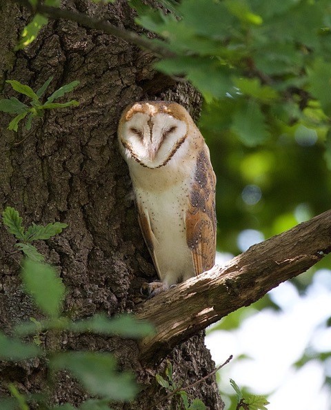 Barn Owl (Tyto alba), Austerfield.