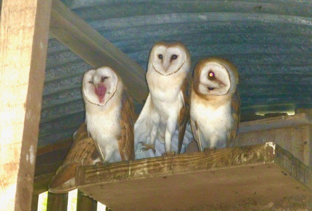 Barn Owls (Tyto alba), (fledgelings,), Austerfield.
