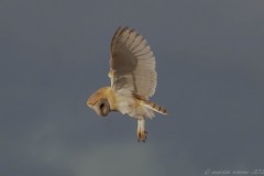 Barn Owl (Tyto alba), Thorne Moor.
