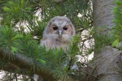 Tawny Owl ( Strix aluco,), juvenile, Austerfield.