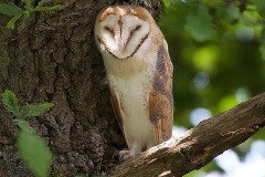 Barn Owl (Tyto alba), Austerfield.