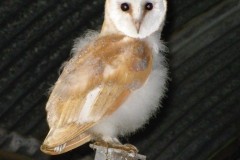 Barn Owls (Tyto alba), (fledgelings,), Austerfield.