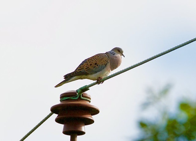 Turtle Dove (Streptopelia turtur), calling male, Woodside Nurseries, Austerfield.