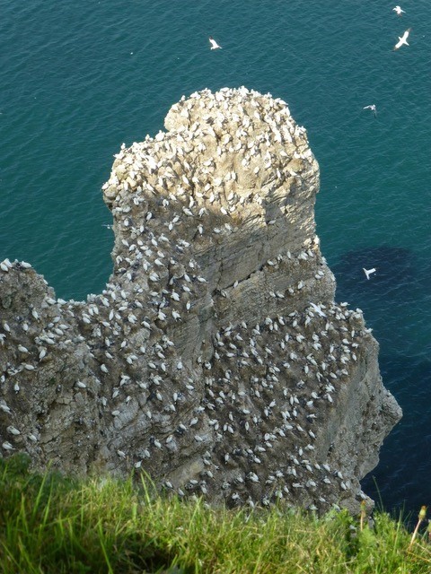 Gannet (Morus bassanus), RSPB Bempton Cliffs