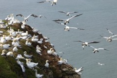 Gannets (Morus bassanus), Bempton Cliffs.
