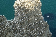 Gannet (Morus bassanus), RSPB Bempton Cliffs
