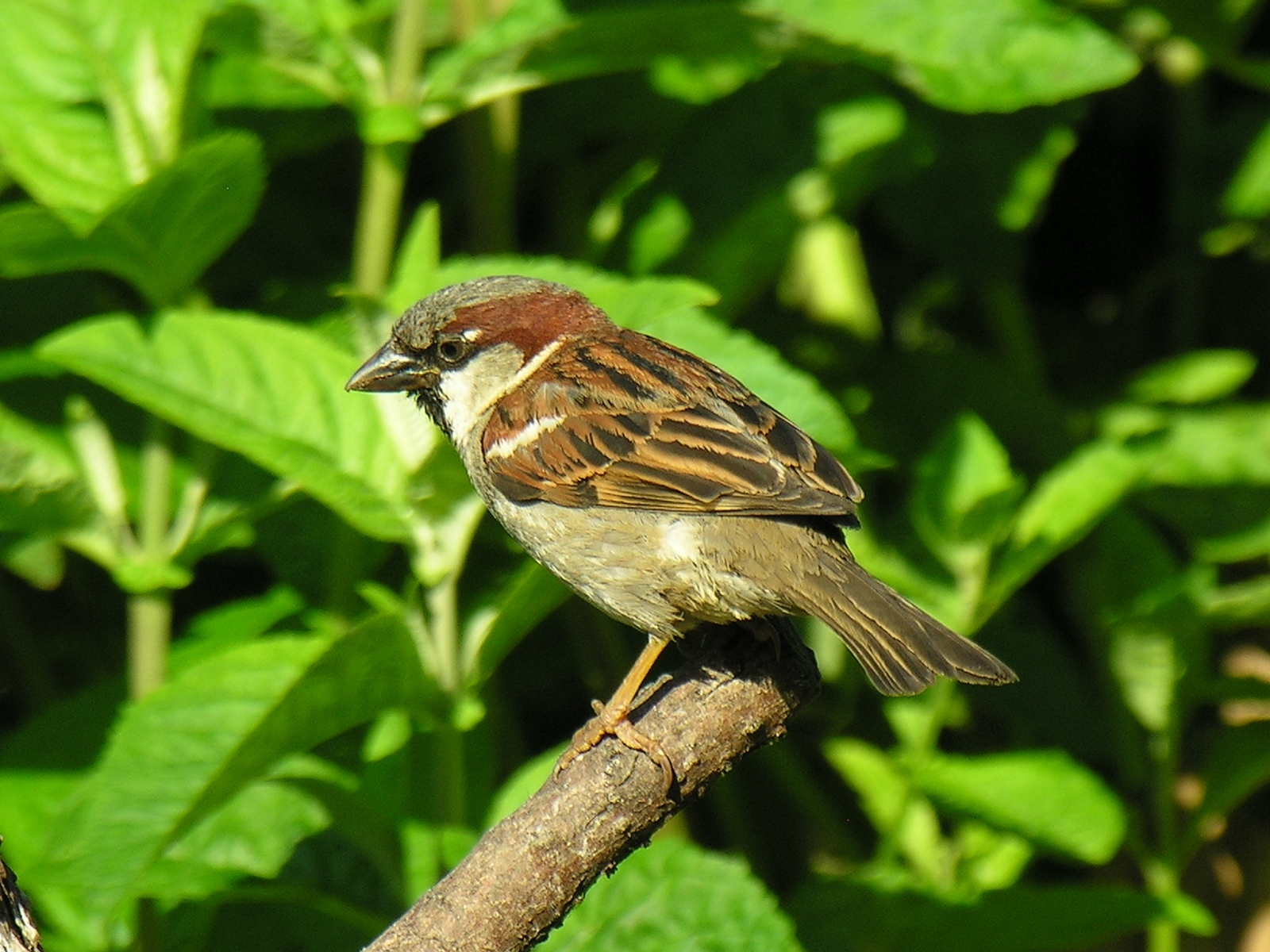 House Sparrow (Passer domesticus), Dinnington