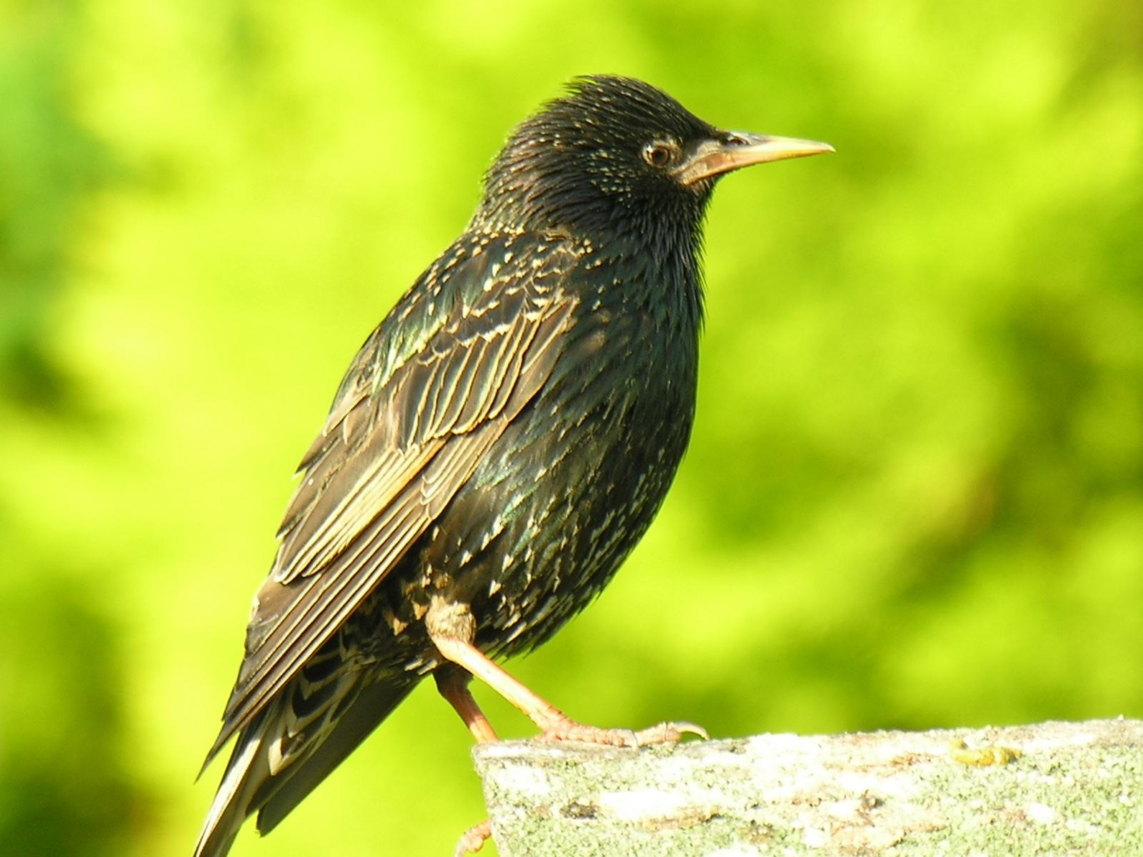 Starling  (Sturnus vulgaris), Dinnington.
