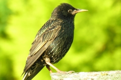 Starling  (Sturnus vulgaris), Dinnington.