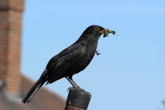 Blackbird -  Turdus merula, Intake, Doncaster