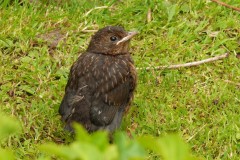 Blackbird -  Turdus merula, (Juvenile), Intake, Doncaster