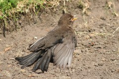 Blackbird -  Turdus merula, Intake, Doncaster