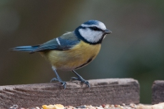 Blue Tit (Parus caeruleus), Clumber Park.