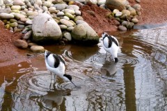 Avocet (Recurvirostra avosetta),